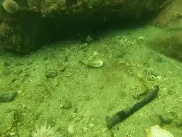 Another big fella 🦀 Part 1 #spearfishing #freediving #fish #fishtok #norway