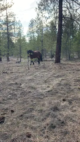 Sometimes I like to just sit in their paddock and listen to them munching. He noticed me and came out to say hi 🥰 #earp #draft #horse #percheron #gentlegiant #bigboy #somethingabouthorses #goodforthesoul #farm #farmlife