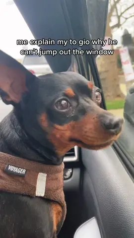 he was too stunned to speak #fyp #dog #foryou