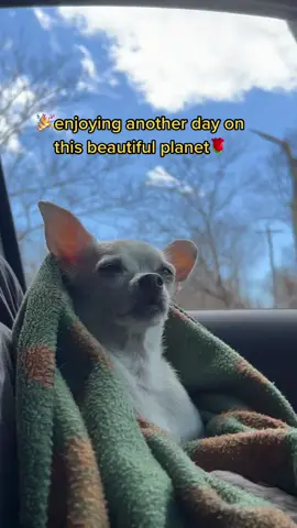 Senior Lenny is relaxing on our journey today #seniorrescuedog #seniorrescue #lenny #chihuahua #sunday #blessed #dog #dogsofttiktok #chihuahuastiktok #chihuahuafanclub