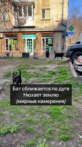 Немного напряжённо, но вежливо, сглаживая острые углы, общаются два кобеля.#собака #дрессировкасобак
