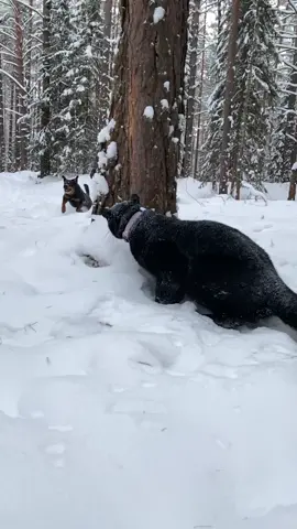 Good camouflage 😂