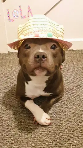 #dogfluencer #lolas_family #fyp #storytime #puppy #cuite #petlove #lola #Duetme #dogs #pet #animallife #PetsOfTikTok #attitude #wtf