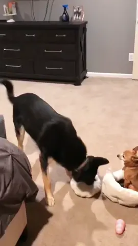 It was a little awkward.#interesting #pets #pet #tiktok #dog#funnydog