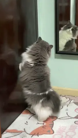 #CapCut 🥰🥰🥰🥰#pet #cat #cute #fpy #fouryou
