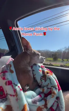 Smelling the fresh spring air, senior rescue Annie’s favorite thing to do #seniorrescuedog #annie #chihuahua #horseranch #horses #horsesoftiktok #chihuahuastiktok #chihuahuafanclub #freedom #crippled