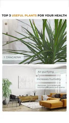 NatureID: Plant identifier 🪴LINK IN BIO! #plantidentifier #plantcaretips #plantcarehacks #natureid