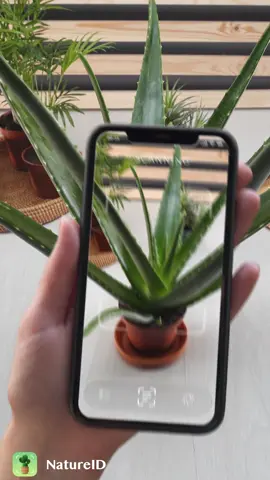 NatureID: Plant identifier 🪴LINK IN BIO! #plantidentifier #plantcaretips #plantcarehacks #natureid