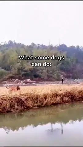 Wait for it 💨 #ComeDanceWithMe #ScreamItOut #TurboTaxAndRelax #funnydog