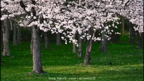 それらの甘い思い出と振動は、桃の花びらが落ちるように消えていきます #tieumeii