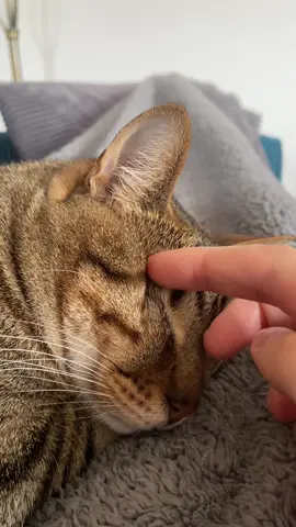 Sometimes I let mama stroke my eye holes 😻 #blindcat