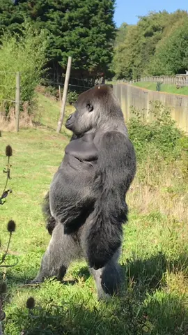 This big boy likes to stand on two legs for a better view and occasionally walks upright. #gorilla #silverback #fyp