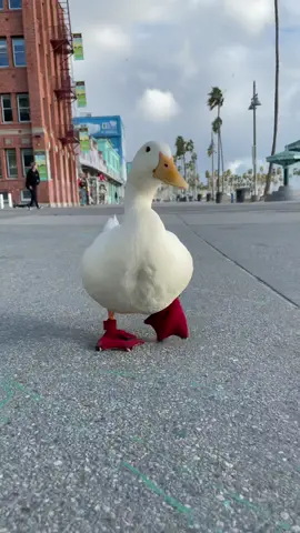 When I grow up, I want to be a duck. #happy #duck #serotoninboost #cuteness #wrinkletheduck