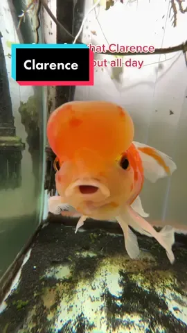 What goes on in that big jelly head of yours Clarence? #clarence #fish #goldfish #aquarium