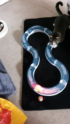 New toy.  He loves it!#catsoftiktok #kittensoftiktok #toys #cattoys