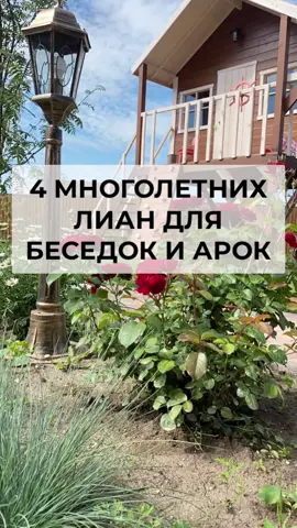 Топ 4 многолетних лиан для беседок, арок и прочей дачной красоты #лианывмоемсаду #лианывсаду #многолетниелианы #дачныйсад #саднадаче