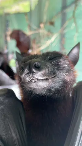 Bats hug themselves to sleep 🦇 #bats #hugmebringitin #lubeebats #fyp