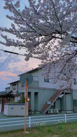 Kata-kata dipersilahkan🫡😇#fyp #masukberanda #jepang #sakura #xyzbca