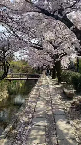 The Philosopher's Path (Tetsugaku no michi) is a pleasant stone path through the northern part of Kyoto's Higashiyama district. The path follows a canal which is lined by hundreds of cherry trees. 🌸🥰..🎟Free..#japan #visitjapan #japantrip #japantravel #kyototrip #cherryblossom #sakura#tetsugakunomichi #philosopherspath #viaggioingiappone #traveljapan #哲学の道 #哲学の道の桜 #観光地 #京都  #桜スポット #桜  #桜並木  #桜吹雪  #お花見  #京都散歩  #京都ぶらり #旅スタグラム  #インスタ映え  #写真好きと繋がりたい  #旅行好きと繋がりたい  #京都散歩 #京都散策 #旅