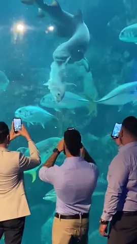 Fish are friends #floridaaquarium #sharktank #shark #circleoflife