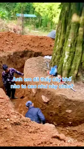Chắc khó có cây khế thứ 2 khủng như cây khế này anh em nhỉ