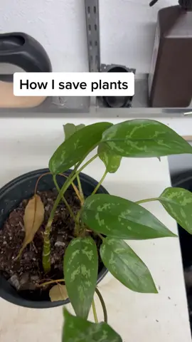 How I save plants #LearnOnTikTok #tiktokpartner #planttips #planttiktok