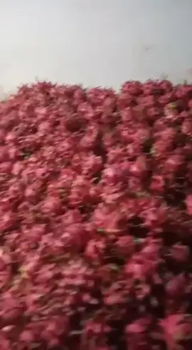 demi isi toples#RamadanKembaliKuat #RamadanKembaliKuat #RamadanKembaliKuat #lareosingbanyuwangi #lareosingbanyuwangi #dragonfruit #dragonfruit #dragonfruit