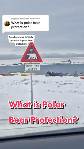 Reply to @kswaltz What is Polar Bear Protection? #svalbard #foryou #viral #education