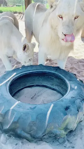 Playtime with Timba & Vati #NOTpets #lion #lions #bigcat #bigcats #cat #cats #Love #whitelion #whitelions #beautiful #handsome #amazing #play #playtime #animal #animals #fl #florida #fyp