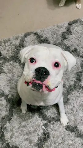 This sound has me deceased 🤣 #funnydogs #kidsvoiceovers #whiteboxer #boxerdog #cutedogs