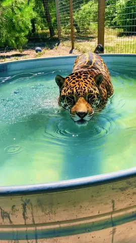 Tank cooling off, Happy Easter! 🐣 Pls ignore the tree trimming noise #NOTpets #jaguar #jag #bigcat #bigcats #cat #cats #Love #happyeaster #animal #animals #cool #cooloff #swim #swimming #beautiful #gorgeous #amazing #stunning #fl #florida #fyp