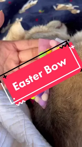 Easter beagle💐🐰 #beagle #easter