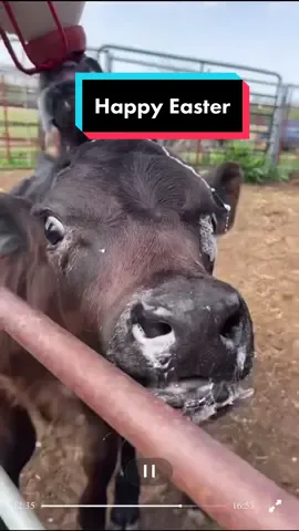 Happy juice!! & Happy Easter!! Randy and Rusty sharing milk mustaches. #baby #fyp #cowsoftiktok #farm #ranch #bottlecalf #landerscattle #landerscattlerandy #landerscattlerusty