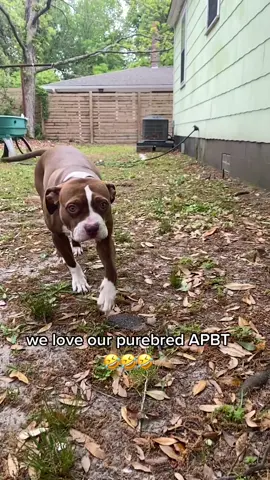 this one should make the haters real mad  #muttsoftiktok #bestthing #strut #pitbullmix #mutt #rescue #haters #byehaters #mutt #mixedbreeddog #jokes #realslimshady #eminem