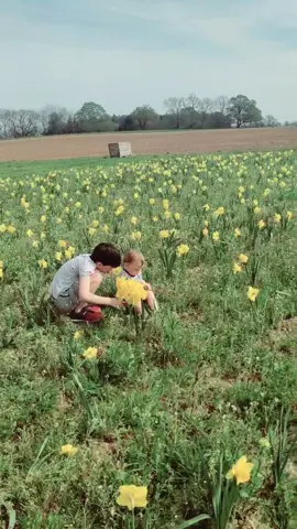 Beautiful day collecting daffodils at @hattonadventureworld in the sunshine with my favourite little humans ☀️💙 #hattonadventureworld #daffodils