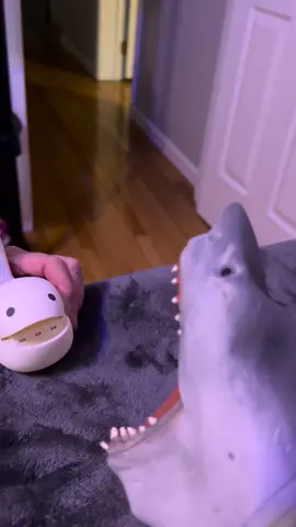 AHHHHH #foryou #sharkpuppet