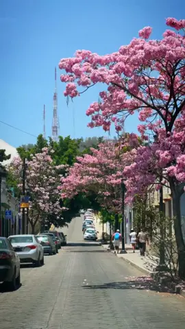 🌸 Calle Rosa 🌸 #oaxaca #mexico #rosa #colorful #guayacan #travel #viral #trip #round