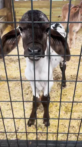 The cutest boy ever 💙 #cows #cowsoftiktok #cowsdancing #cowboy #cowgirl #HPSustainableSounds #CatOnALeash #fyp #foryou #fypシ #florida #farmlife #cattle #animals #animalsoftiktok #foryoupage