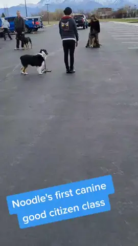 ...fit right in #noodledogs #trickdogsoftiktok #caninegoodcitizen #akccaninegoodcitizen #DogTraining #wilddog #crazydogsoftiktok