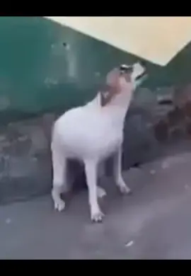 THE DOG DANCE#DOG#DANCE#brazil #fyp