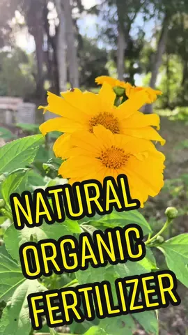 Mexican sunflower as fertilizer #chopanddrop #mexicansunflowers #naturalfertilizer #organicfertilizer #organicgardening #gardening #gardenersoftiktok #foryoupage #foryou #fyp #gardeninghacks #permaculturelife #gardeningtips