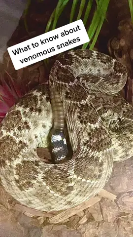 Learning about what to do when you see a Dangerous Rattle Snake in the wild 😱 don’t Run just walk away  #EduTok #venomous #snake #learn #reptile #learning #safty #saftyfirst #share