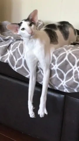Teddy Long Legs is at it again. How does he balance himself? #fyp #longboard #wtf #strangerthings #catsoftiktok