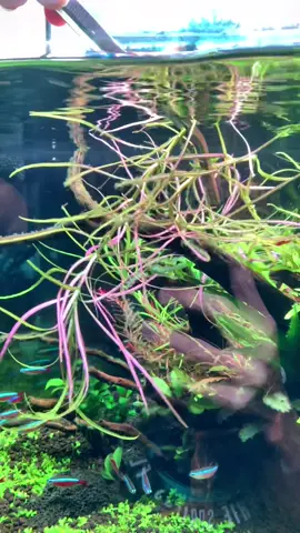 I love how the leaves on this pogostemon are purple underneath #freshwateraquarium #plantedtank #aquariums #aquascape #nature #freshwater #plantedaquarium #plants #fyp #tiktok