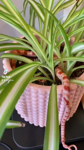 Tami the Snek explores new territories. #cornsnake #cornsnakesoftiktok