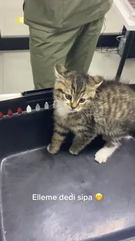 #keşfet #fyp #animals #veterinarymedicine #catsoftiktok #veterinarymedicine