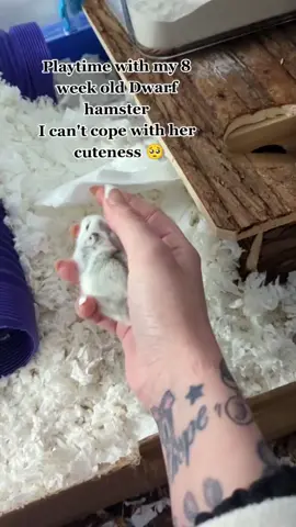 she's so adorable 😍 #hamster #hamsters #hamstersoftiktok #cuteanimals #pets #foryou #fypシ #foryoupage