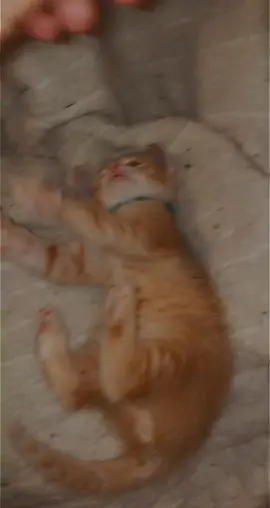 Meet Oryan 😻🐈🫶🏼 he doesn’t like to be petted 🤣😂 #cat #cats #catlover #catlovers #catsoftiktok