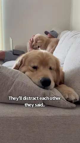 Can’t stop won’t stop #PetsOfTikTok #goldenretriever #puppy #relatable