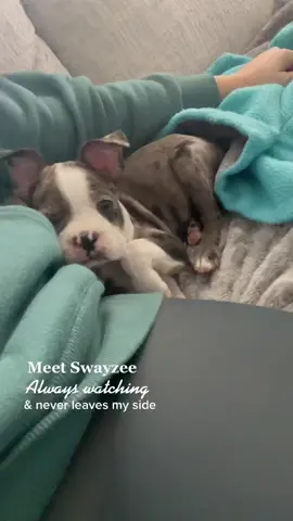 Meet Swayzee, the newest member of the family! #MoveWithTommy #puppylove #puppiesoftiktok #bostonterrier